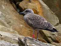 Goéland leucophée Larus michahellis 'lusitanius'