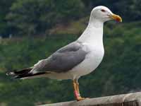 Goéland leucophée Larus michahellis 'lusitanius'