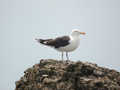 Goéland marin Larus marinus