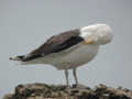 Goéland marin Larus marinus