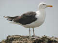 Goéland marin Larus marinus