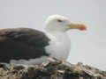 Goéland marin Larus marinus