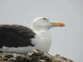 Goéland marin Larus marinus