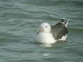 Goéland marin Larus marinus