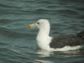 Goéland marin Larus marinus