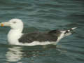 Goéland marin Larus marinus