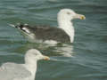 Goéland marin Larus marinus