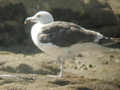 Goéland marin Larus marinus