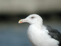 Goéland marin Larus marinus