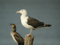 Goéland marin Larus marinus