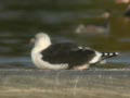 Goéland marin Larus marinus