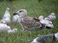 Goéland marin Larus marinus