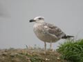 Goéland marin Larus marinus