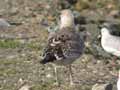 Goéland marin Larus marinus