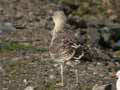 Goéland marin Larus marinus