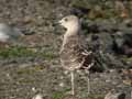 Goéland marin Larus marinus