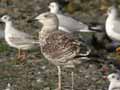 Goéland marin Larus marinus