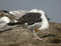 Goéland marin Larus marinus