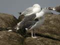 Goéland marin Larus marinus