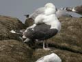 Goéland marin Larus marinus