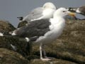 Goéland marin Larus marinus