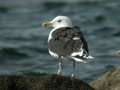 Goéland marin Larus marinus