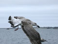 Goéland marin Larus marinus