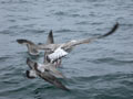 Goéland marin Larus marinus