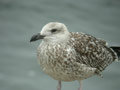 Goéland marin Larus marinus