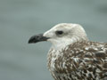 Goéland marin Larus marinus