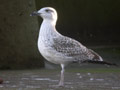 Goéland marin Larus marinus