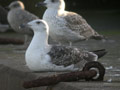 Goéland marin Larus marinus