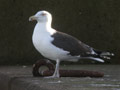 Goéland marin Larus marinus