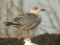 Goéland marin Larus marinus