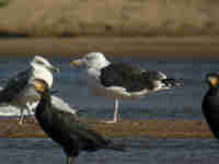 Goéland marin Larus marinus