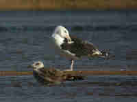 Goéland marin Larus marinus