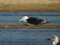 Goéland marin Larus marinus