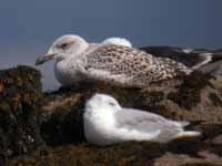 Goéland marin Larus marinus