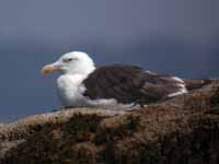 Goéland marin Larus marinus