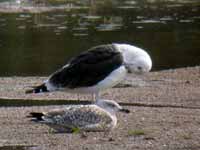 Goéland marin Larus marinus