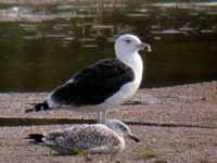 Goéland marin Larus marinus