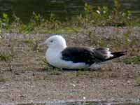 Goéland marin Larus marinus