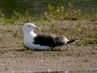 Goéland marin Larus marinus