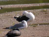 Goéland marin Larus marinus