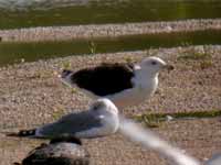 Goéland marin Larus marinus