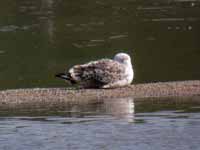 Goéland marin Larus marinus