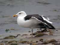 Goéland marin Larus marinus GGP/m