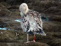 Goéland marin Larus marinus