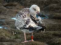 Goéland marin Larus marinus