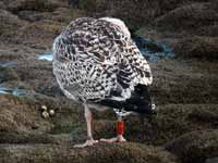 Goéland marin Larus marinus